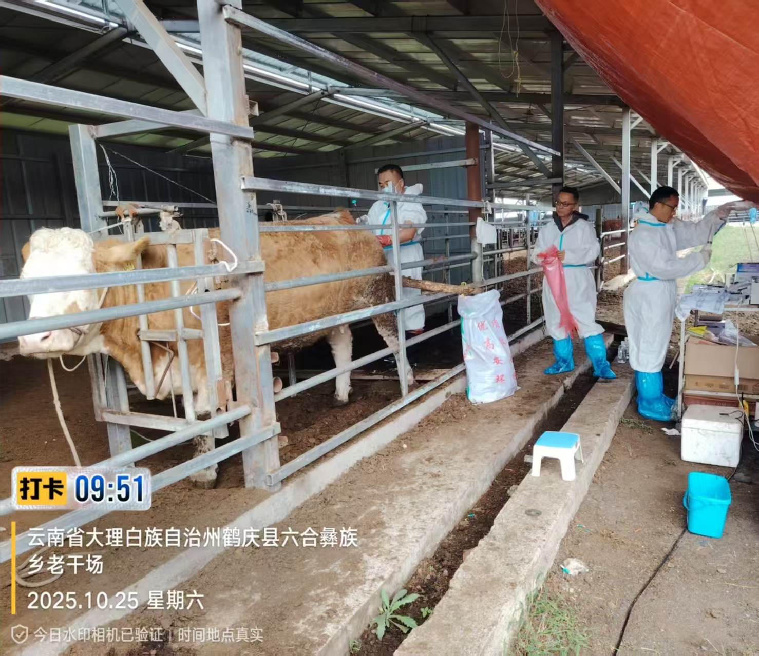 伟德官网种畜技术研发中心赴大理鹤庆开展华西牛育种工作